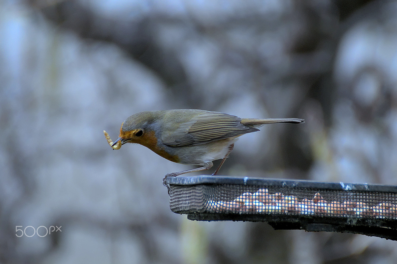 Canon EOS 77D (EOS 9000D / EOS 770D) sample photo. Robin photography