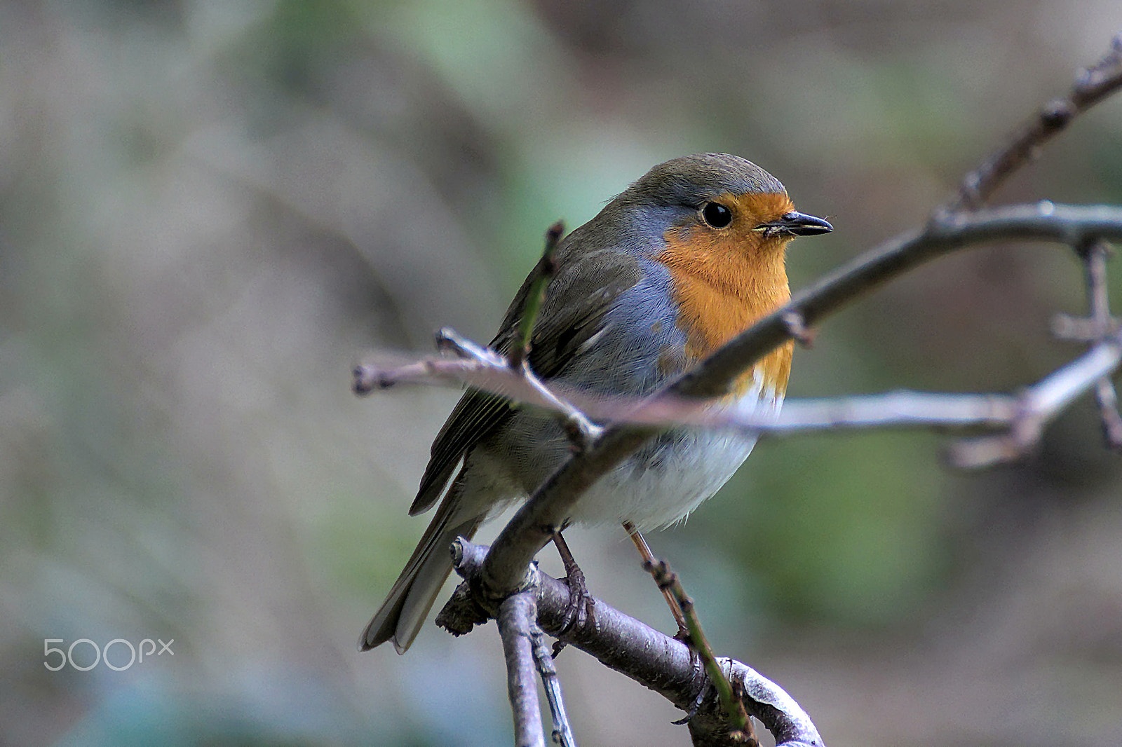Canon EOS 77D (EOS 9000D / EOS 770D) sample photo. Robin photography