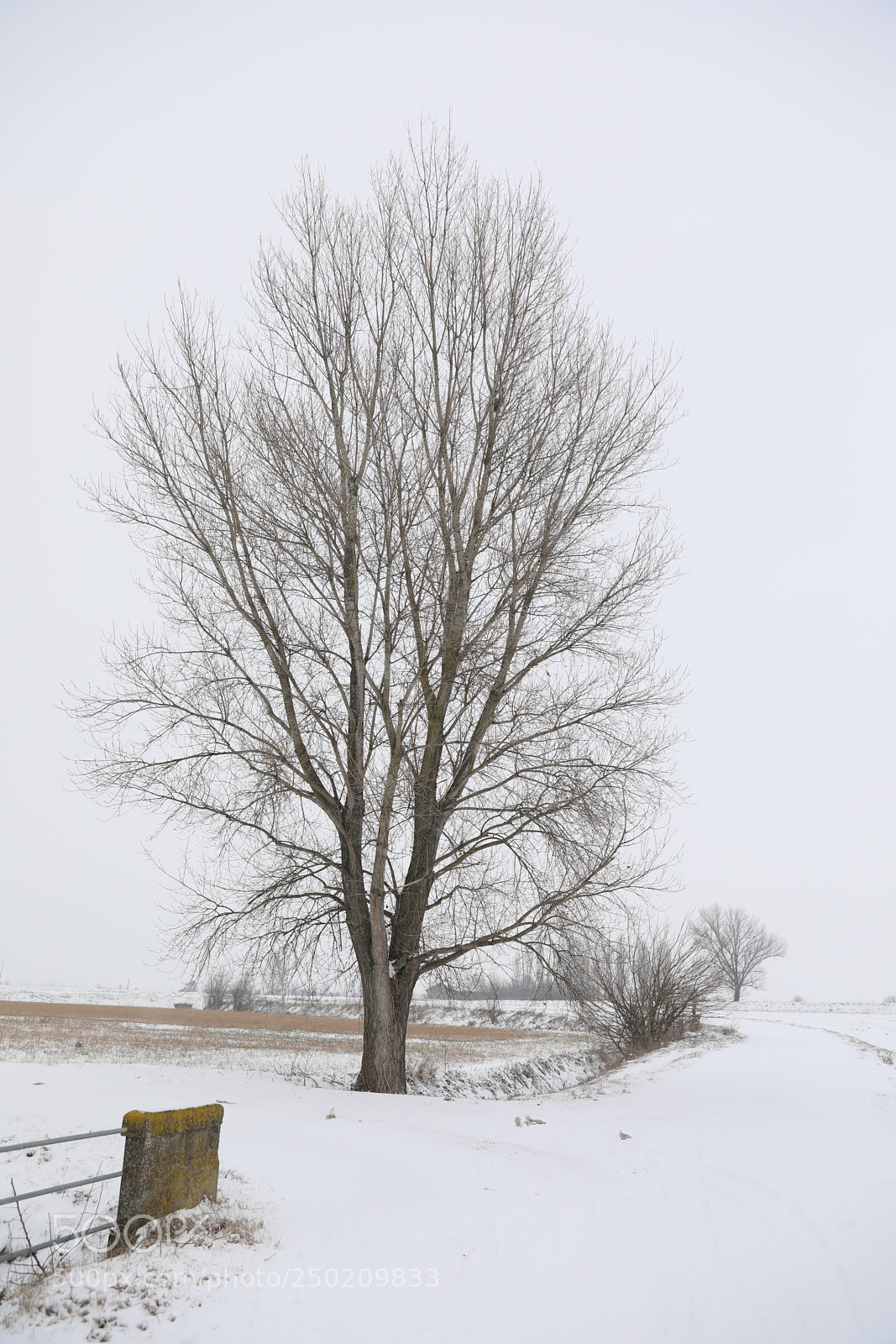 Canon EF 24-70mm F2.8L II USM sample photo. Snow photography