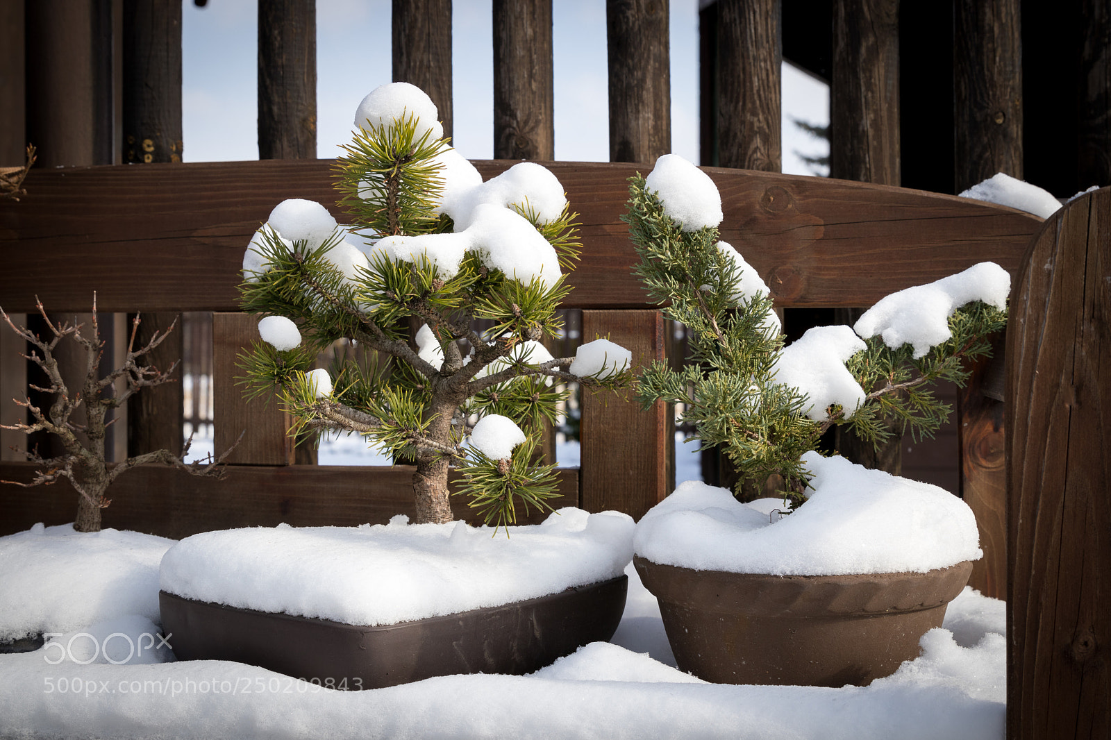 Canon EOS 80D sample photo. Bonsai trees with snow photography