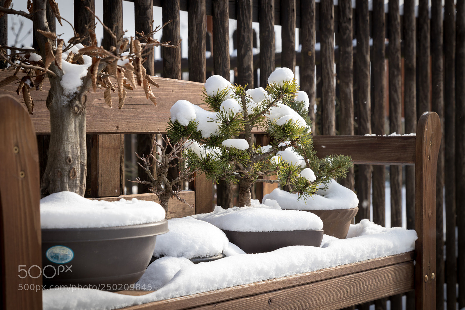 Canon EOS 80D sample photo. Bonsai trees with snow photography