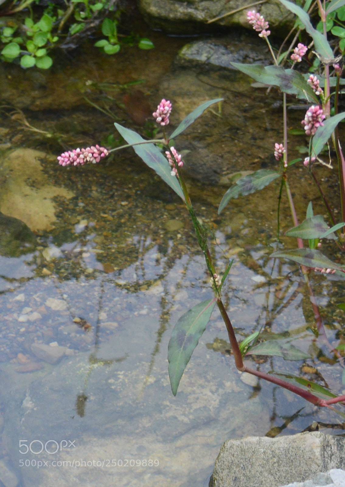 Nikon D3200 sample photo. Flower pond photography