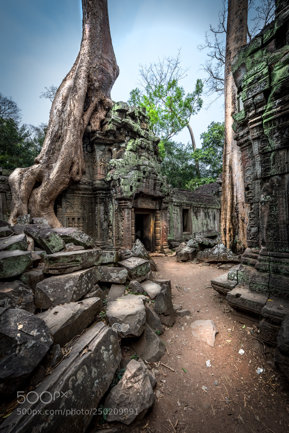 Nikon D810 sample photo. Strangler fig growing in photography