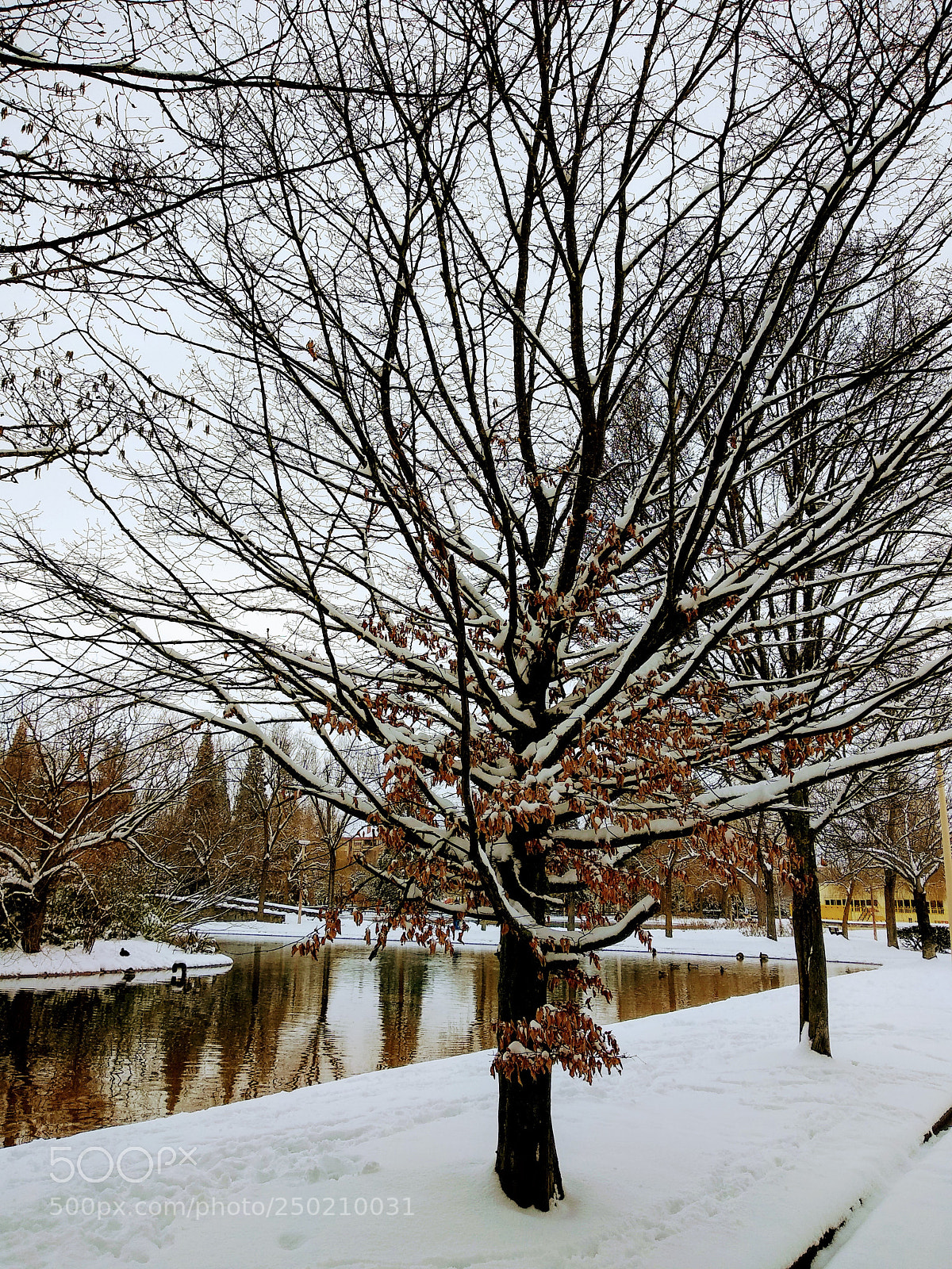 Xiaomi Mi A1 sample photo. It's spring...are you serious photography