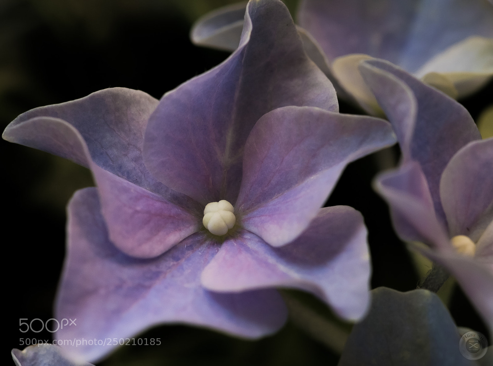 Fujifilm X-E2S sample photo. Purple photography