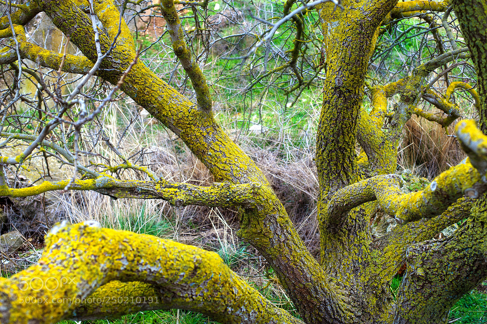 Nikon D700 sample photo. Forest trees. nature green photography