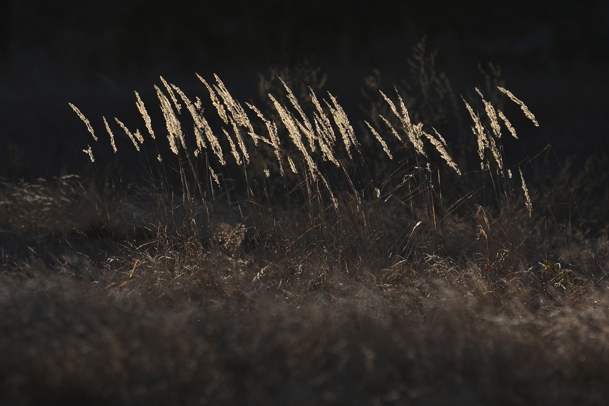 Nikon D7200 sample photo. Grasses photography