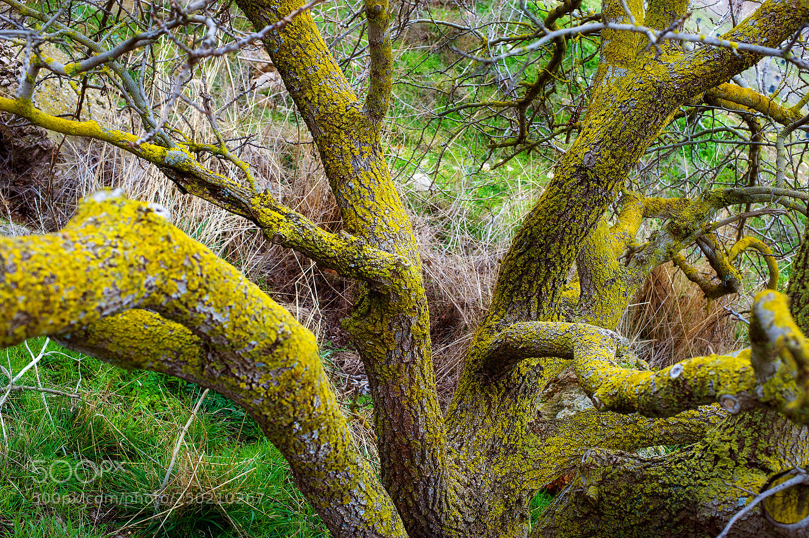 Nikon D700 sample photo. Branch and leaf of photography