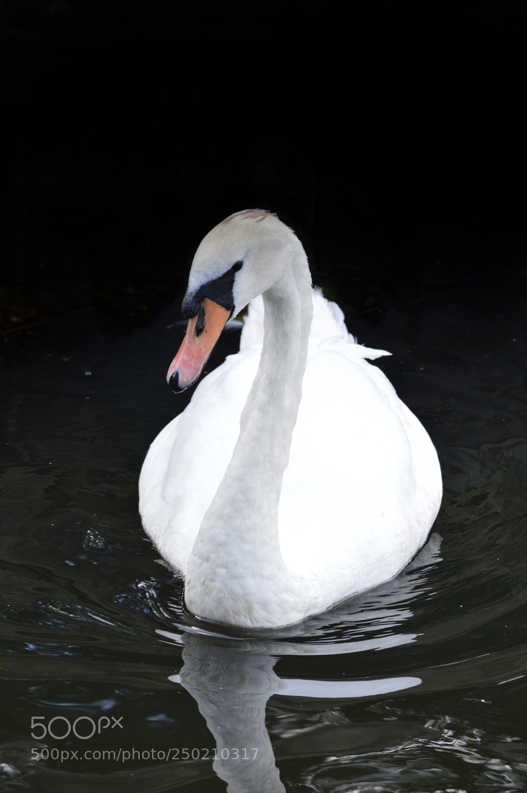 Nikon D3200 sample photo. White swan on black photography