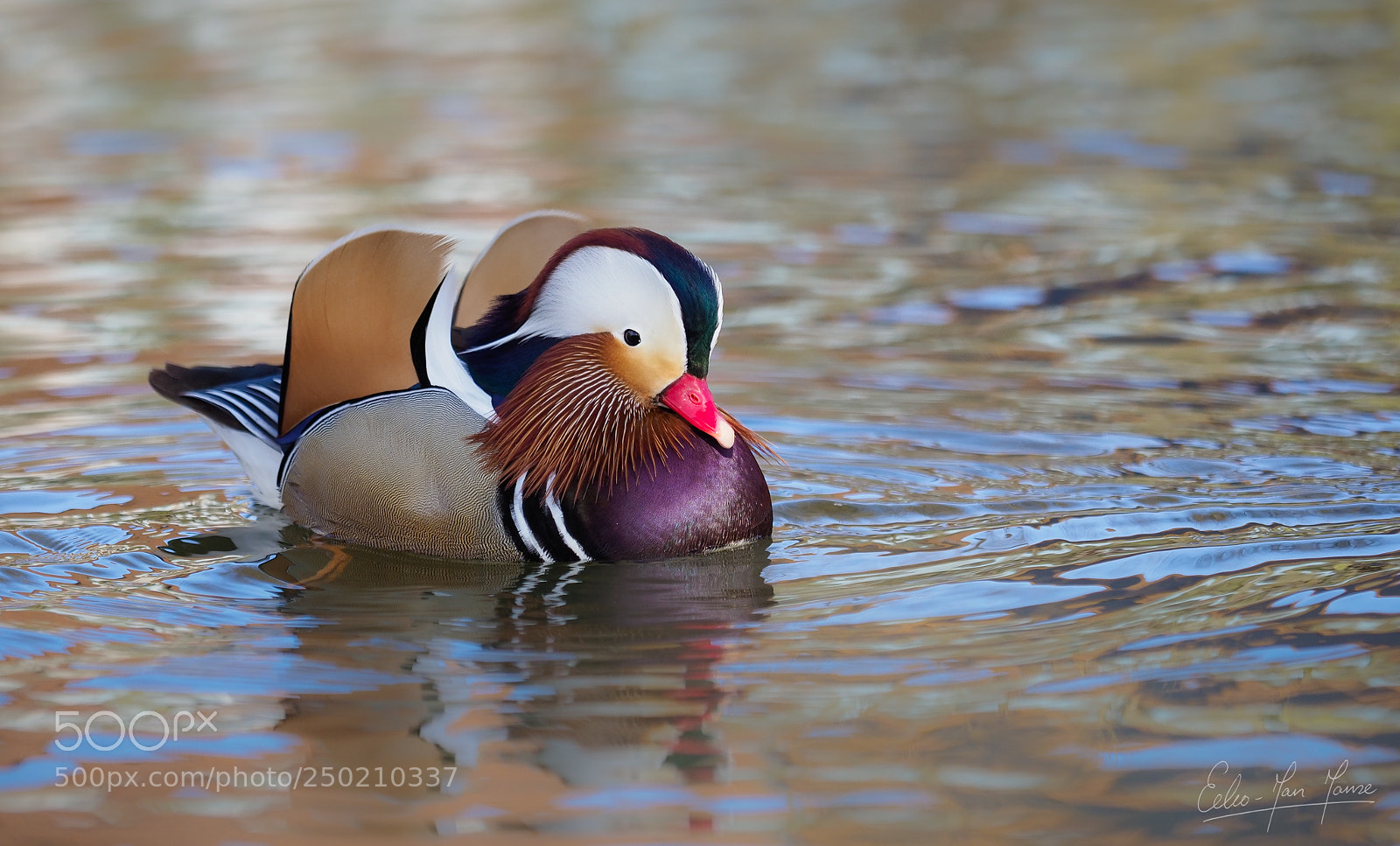 Olympus OM-D E-M1 Mark II sample photo. Mandarin duck photography