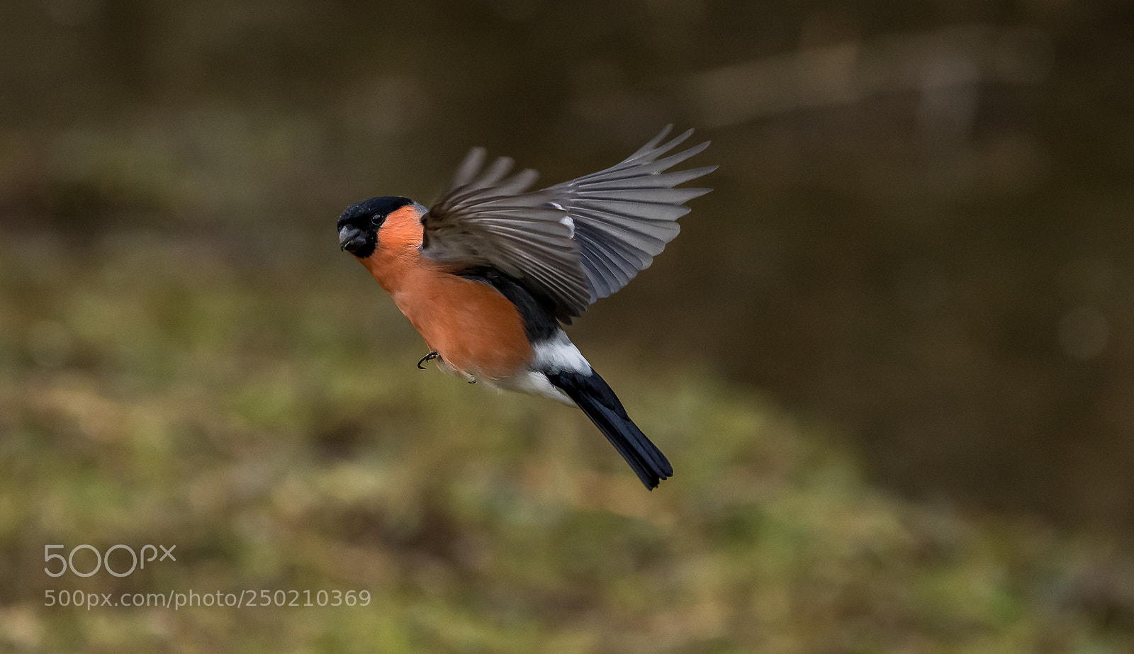Nikon D850 sample photo. Bullfinch flying  photography