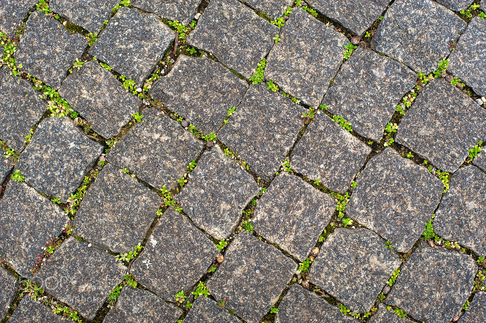 Nikon D700 sample photo. The grass grows between photography
