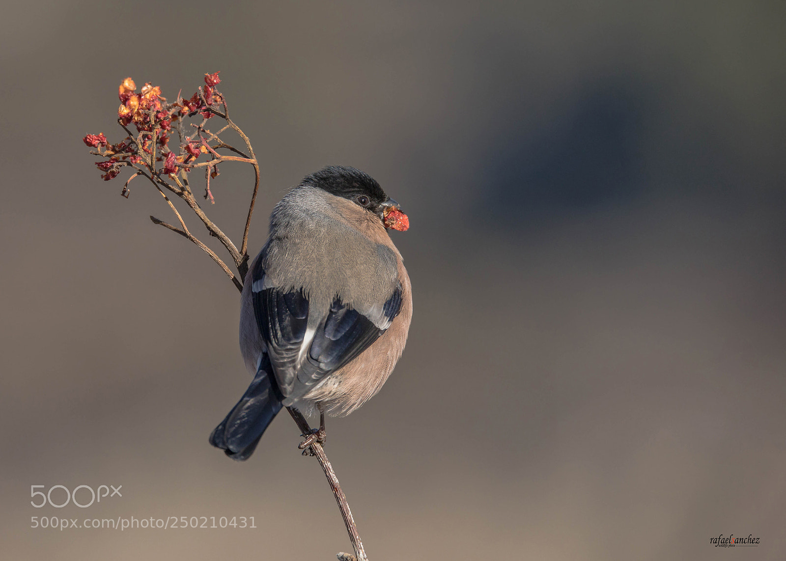 Canon EOS 5D Mark IV sample photo. Camachuelo comun - eurasian photography