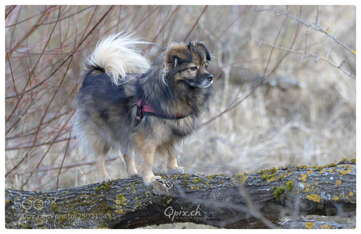 Canon EOS 80D sample photo. Just möcky photography