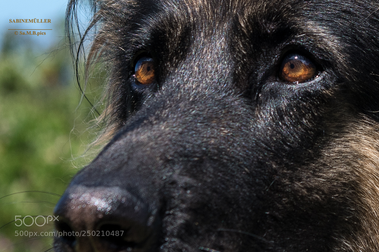 Nikon D850 sample photo. Deep love, sa 2018 photography
