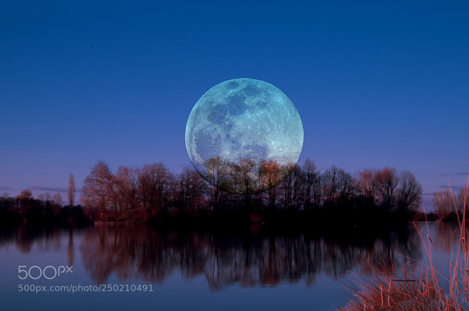 Nikon D300 sample photo. Luna arborum a tergo photography