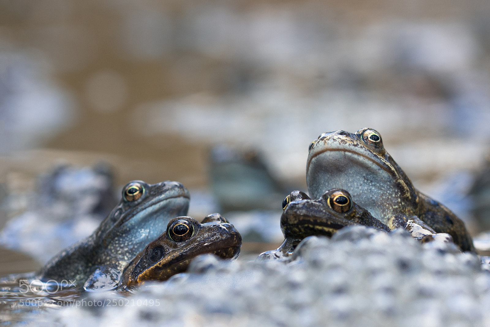 Canon EOS 600D (Rebel EOS T3i / EOS Kiss X5) sample photo. Grenouilles photography