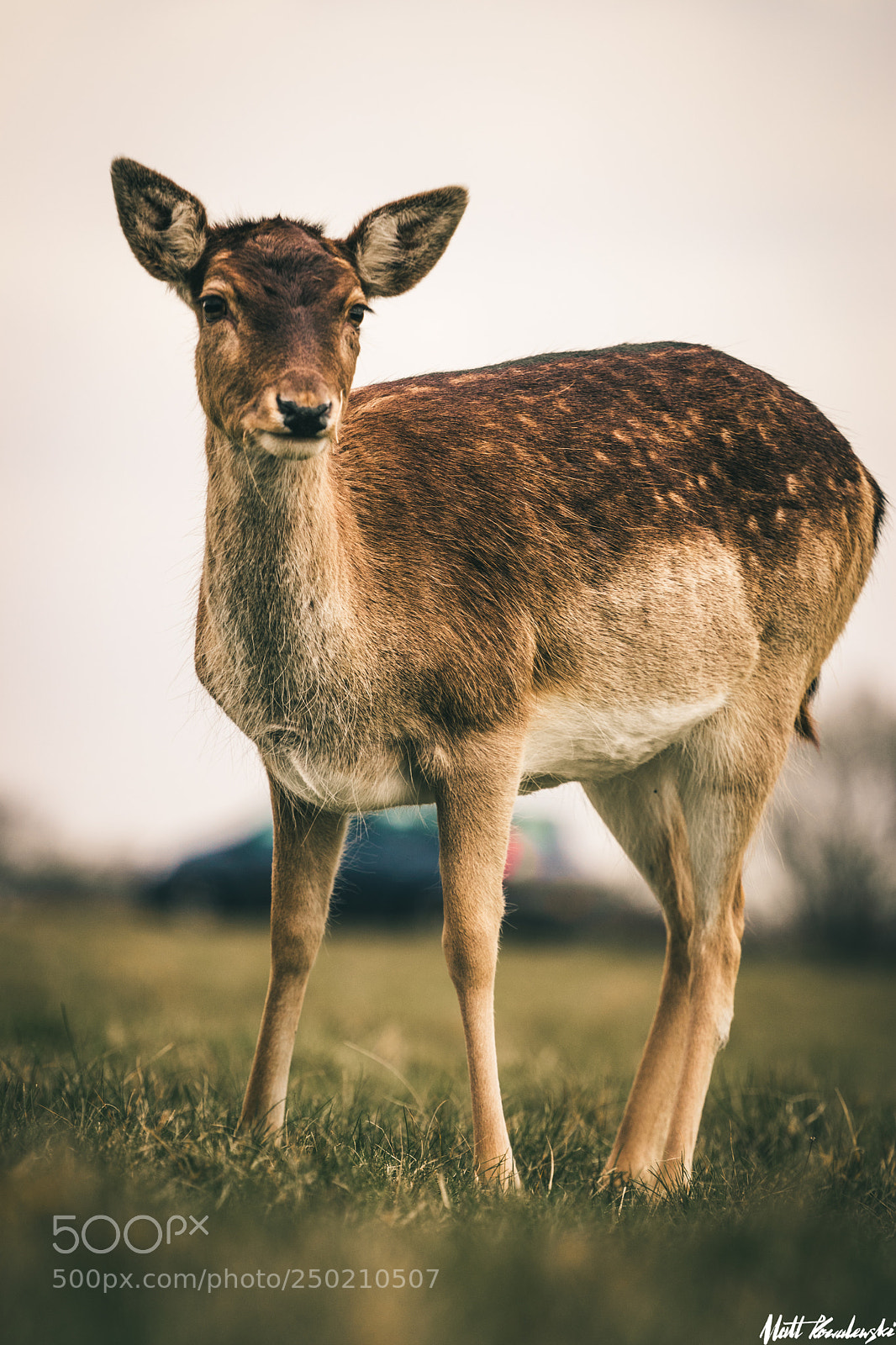 Canon EOS 80D sample photo. Richmond park deer #2 photography