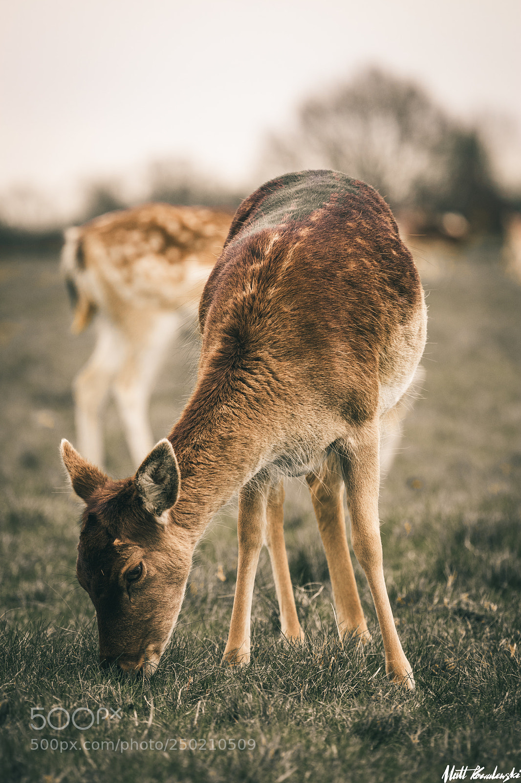 Canon EOS 80D sample photo. Richmond park deer #1 photography