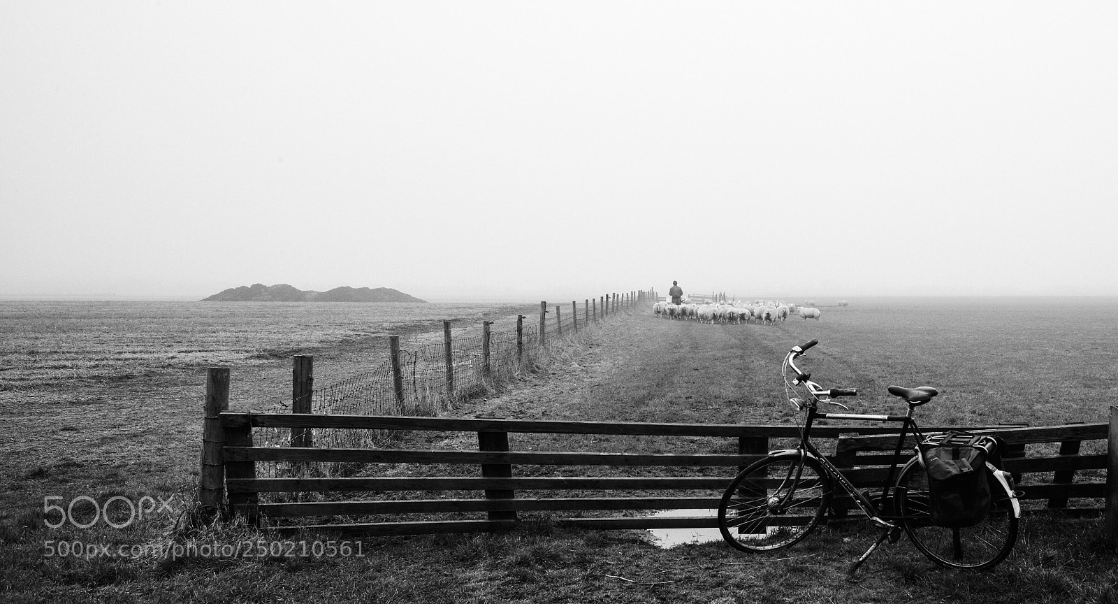 Leica M (Typ 240) sample photo. The farmer, his sheep photography