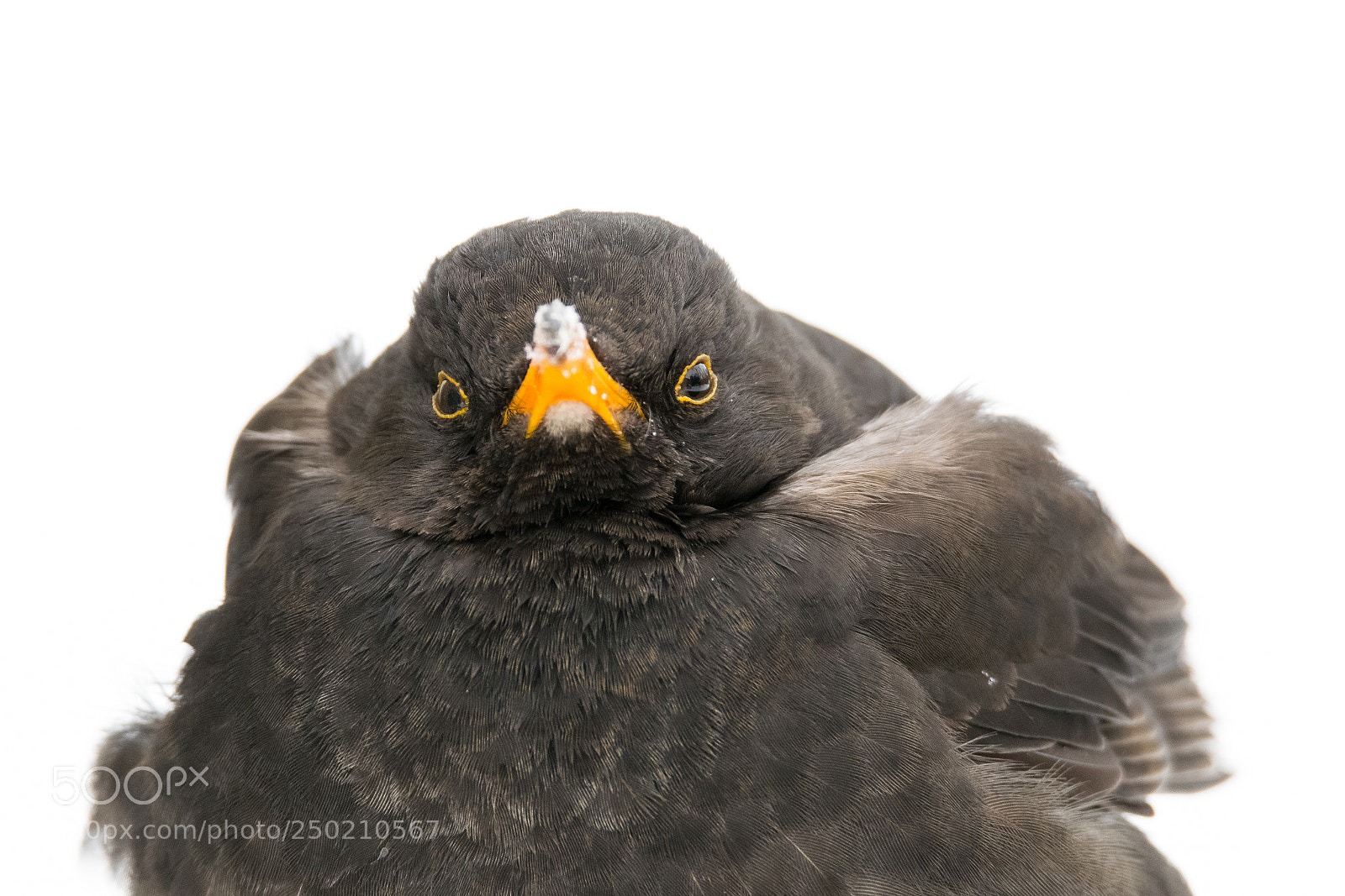 Nikon D5300 sample photo. Angry blackbird photography
