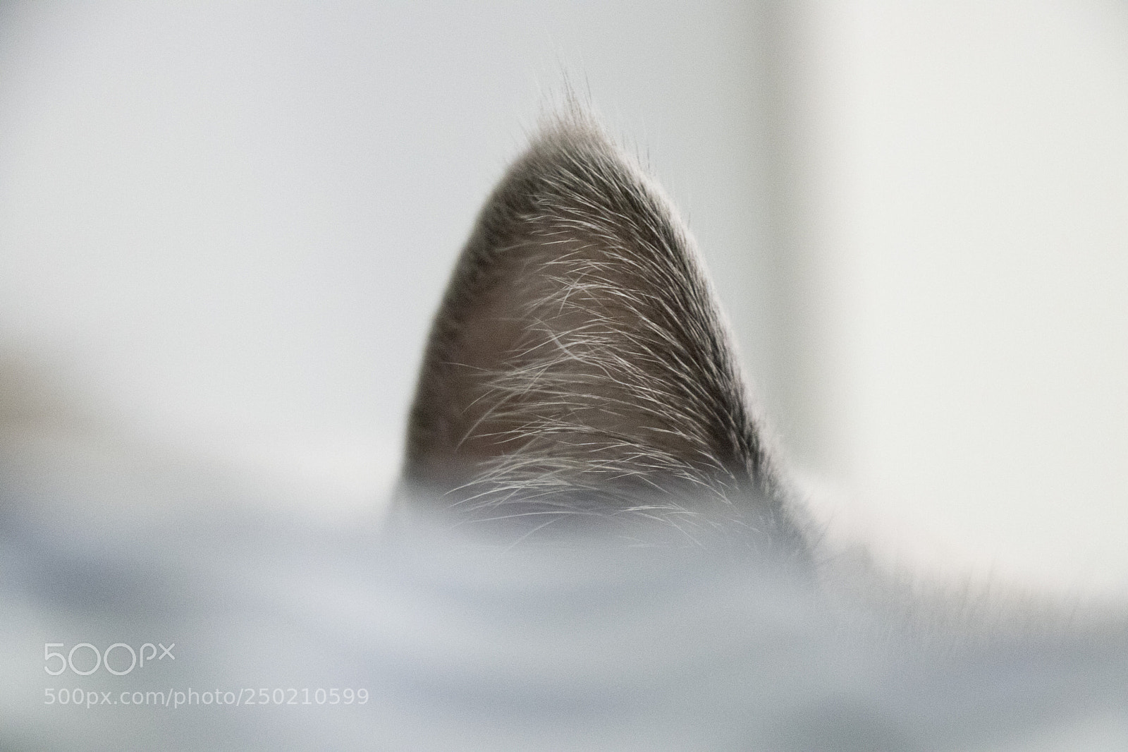 Canon EOS 80D sample photo. My cat photography