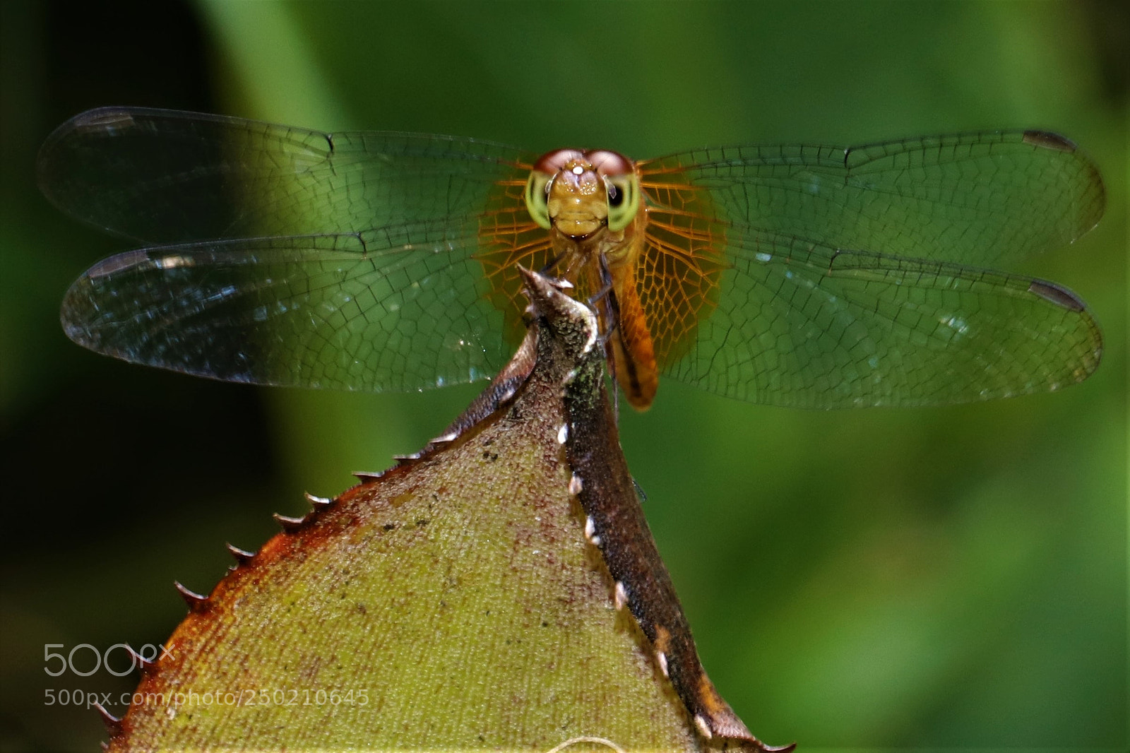 Canon EOS 80D sample photo. Img photography