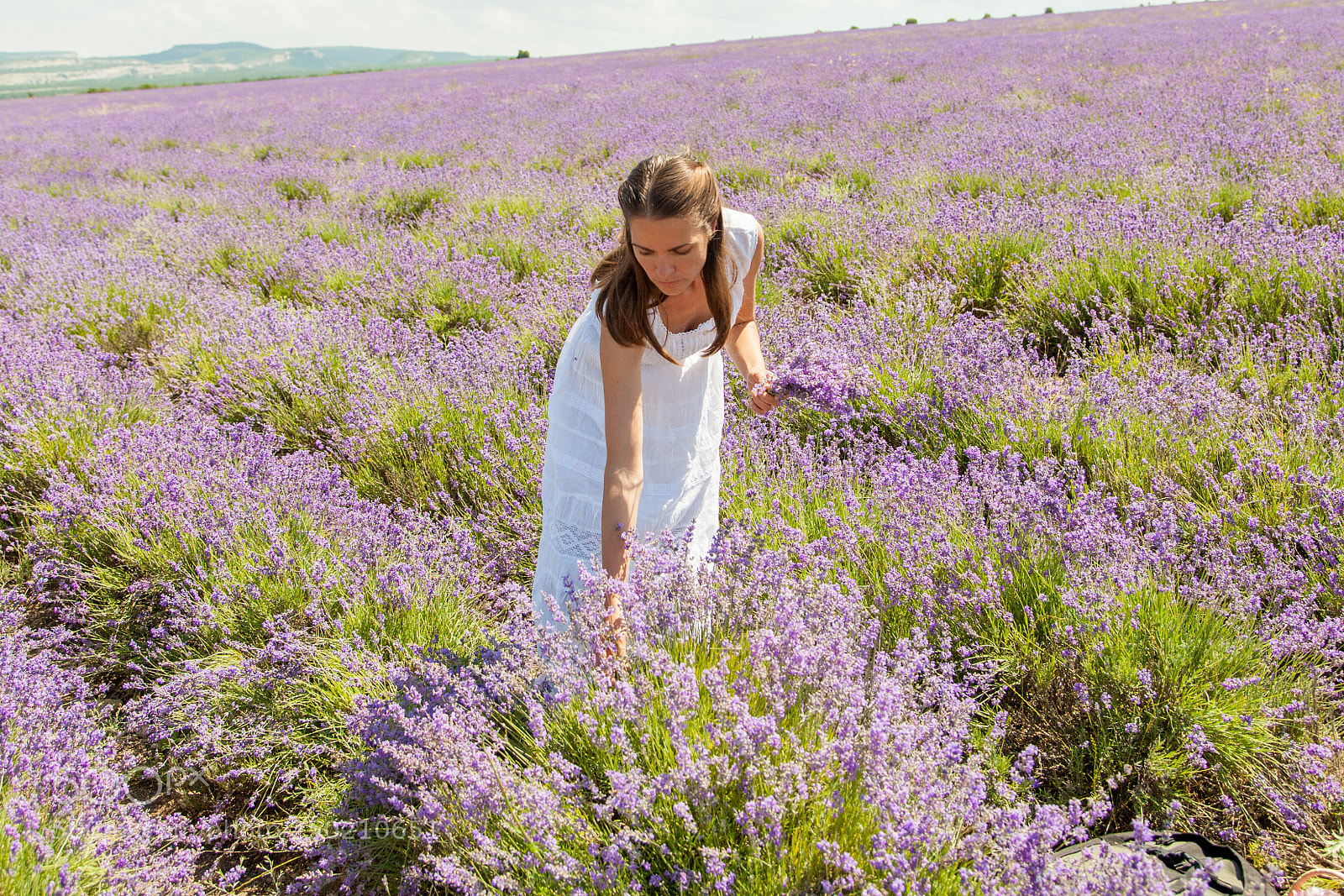 Canon EOS 5D Mark II sample photo. The girl collects lavender photography