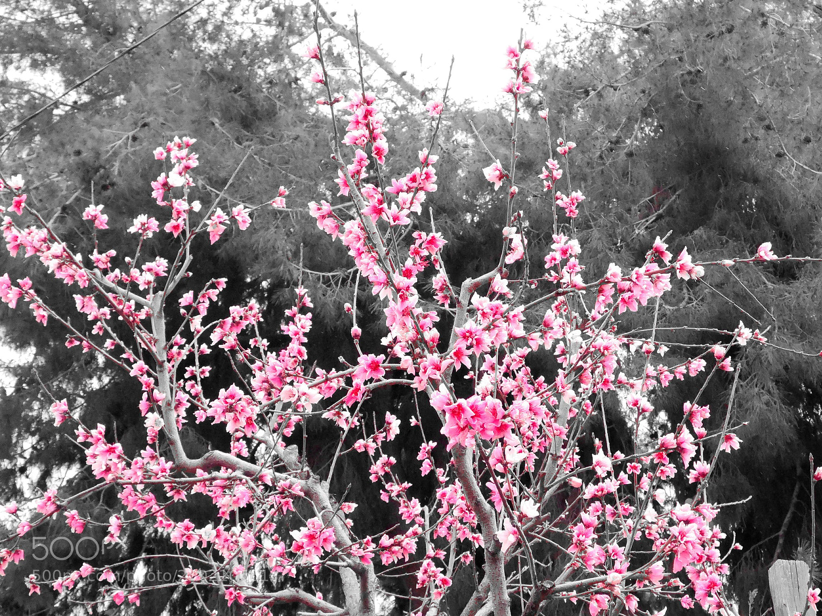 Panasonic Lumix DMC-G7 sample photo. Bloom photography