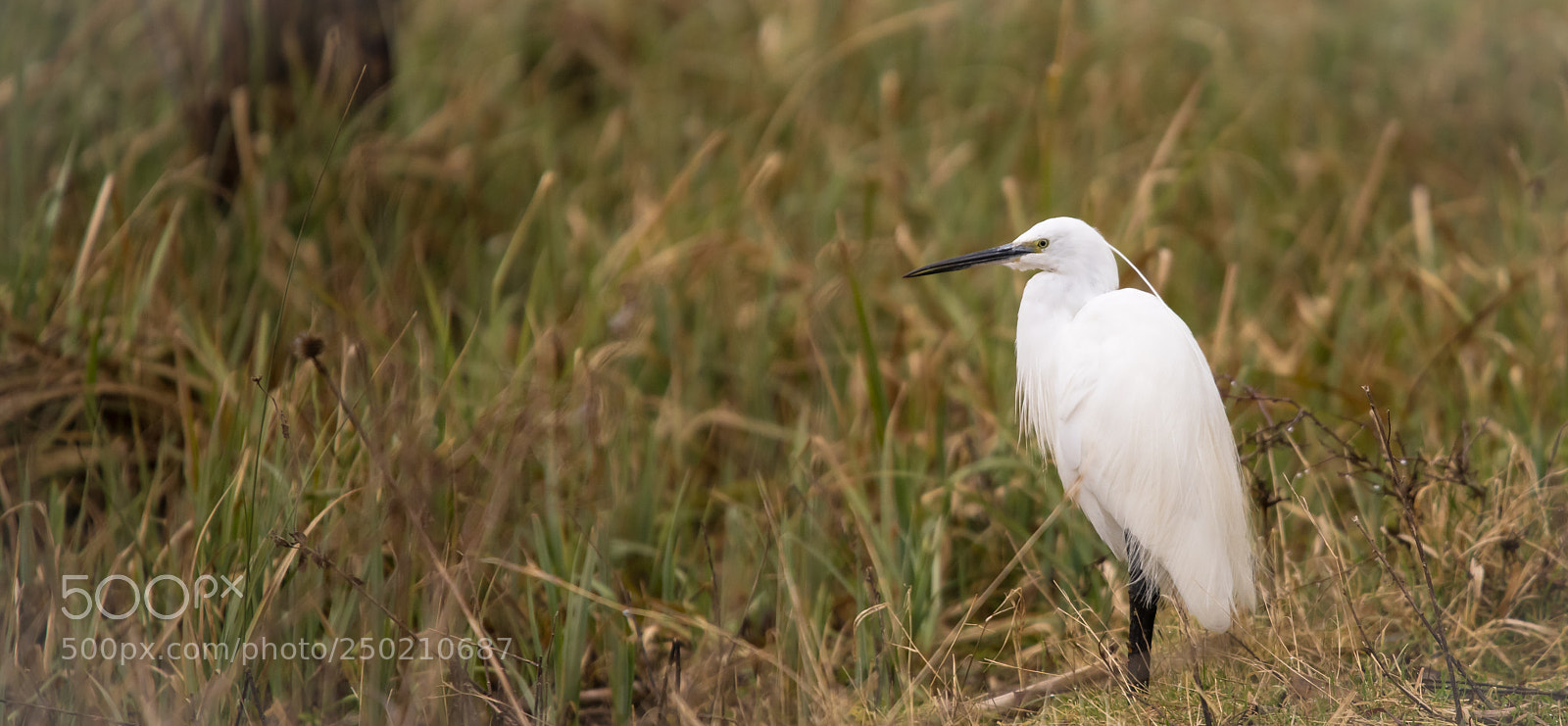Nikon D850 sample photo. Little egret keeping look photography