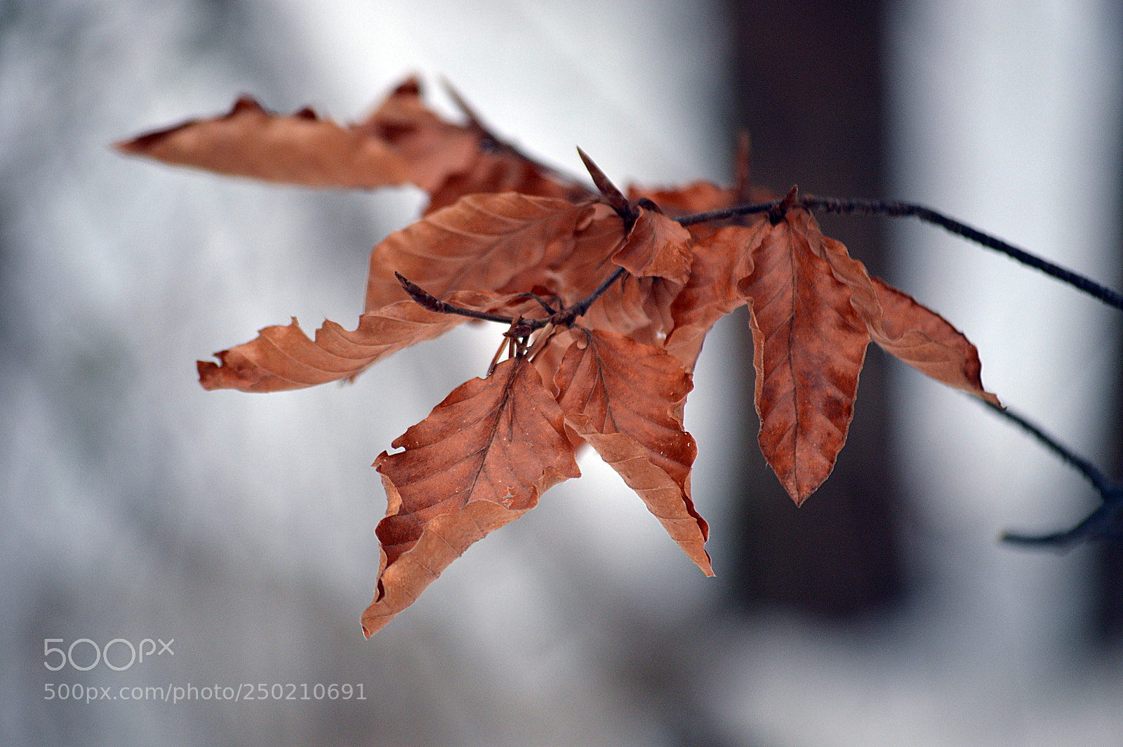 Nikon D3200 sample photo. Woodland photography
