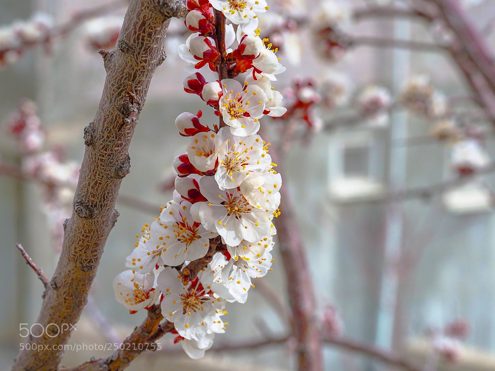 Olympus OM-D E-M1 Mark II sample photo. Olympus digital camera photography