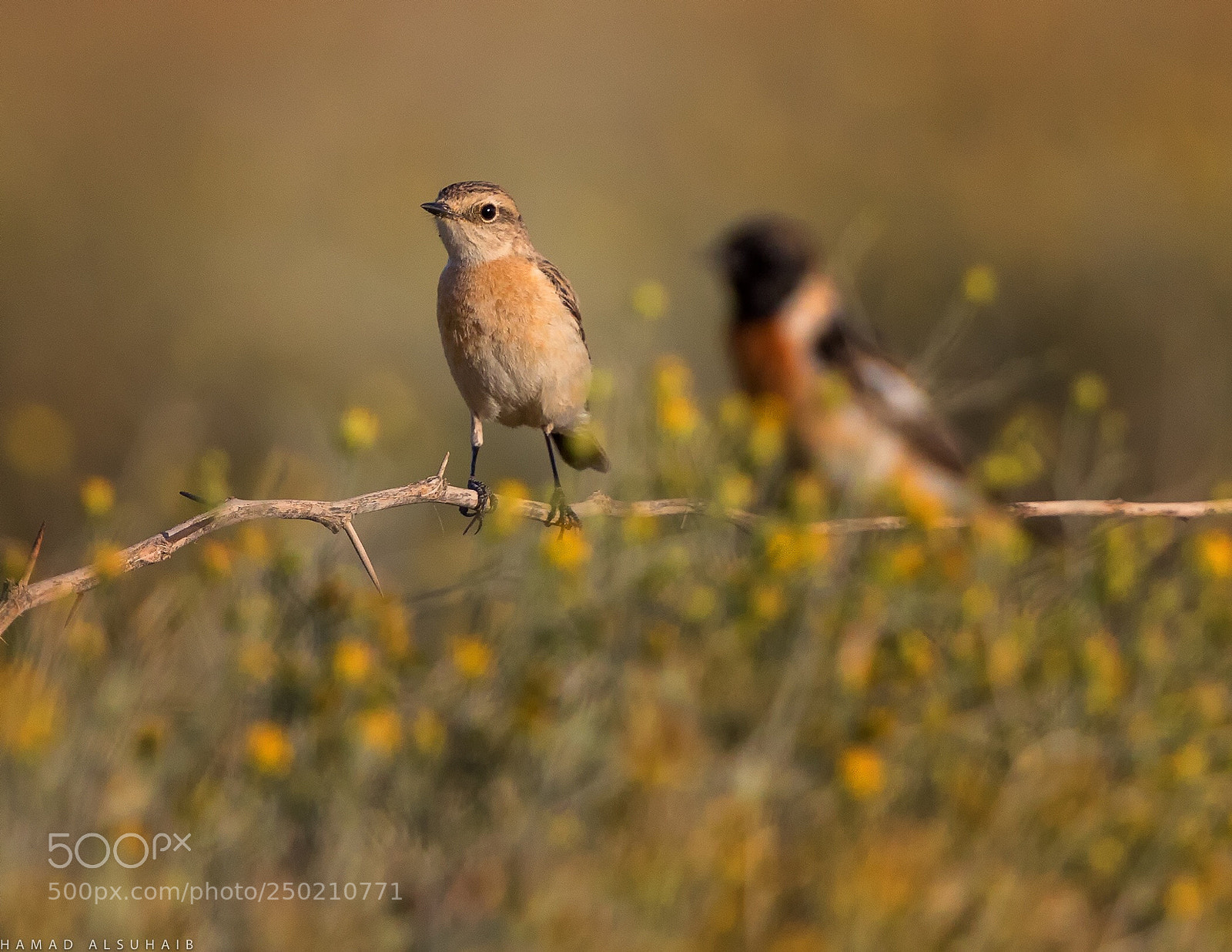 Canon EOS 5D Mark IV sample photo. Stonechat photography