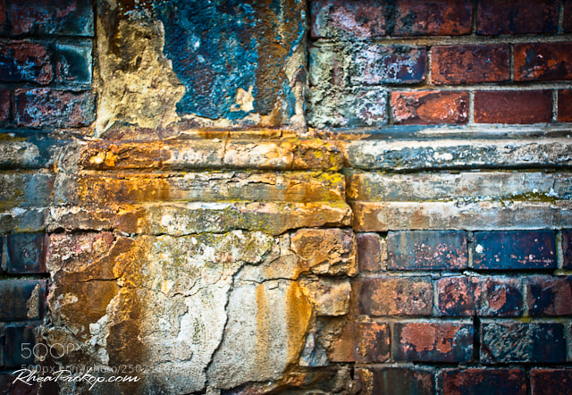 Nikon D80 sample photo. Another brick wall. photography