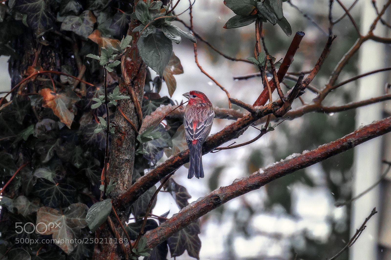 Canon EOS 7D Mark II sample photo. House finch profie photography