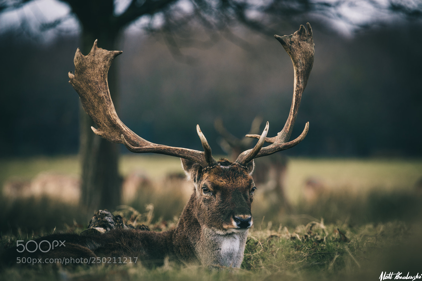 Canon EOS 80D sample photo. Richmond park deer #3 photography