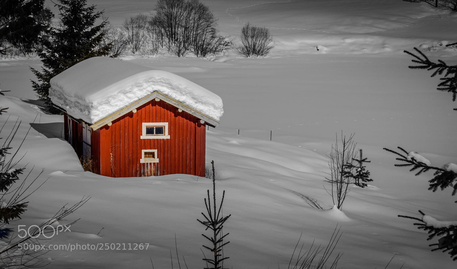 Nikon D5200 sample photo. Red photography