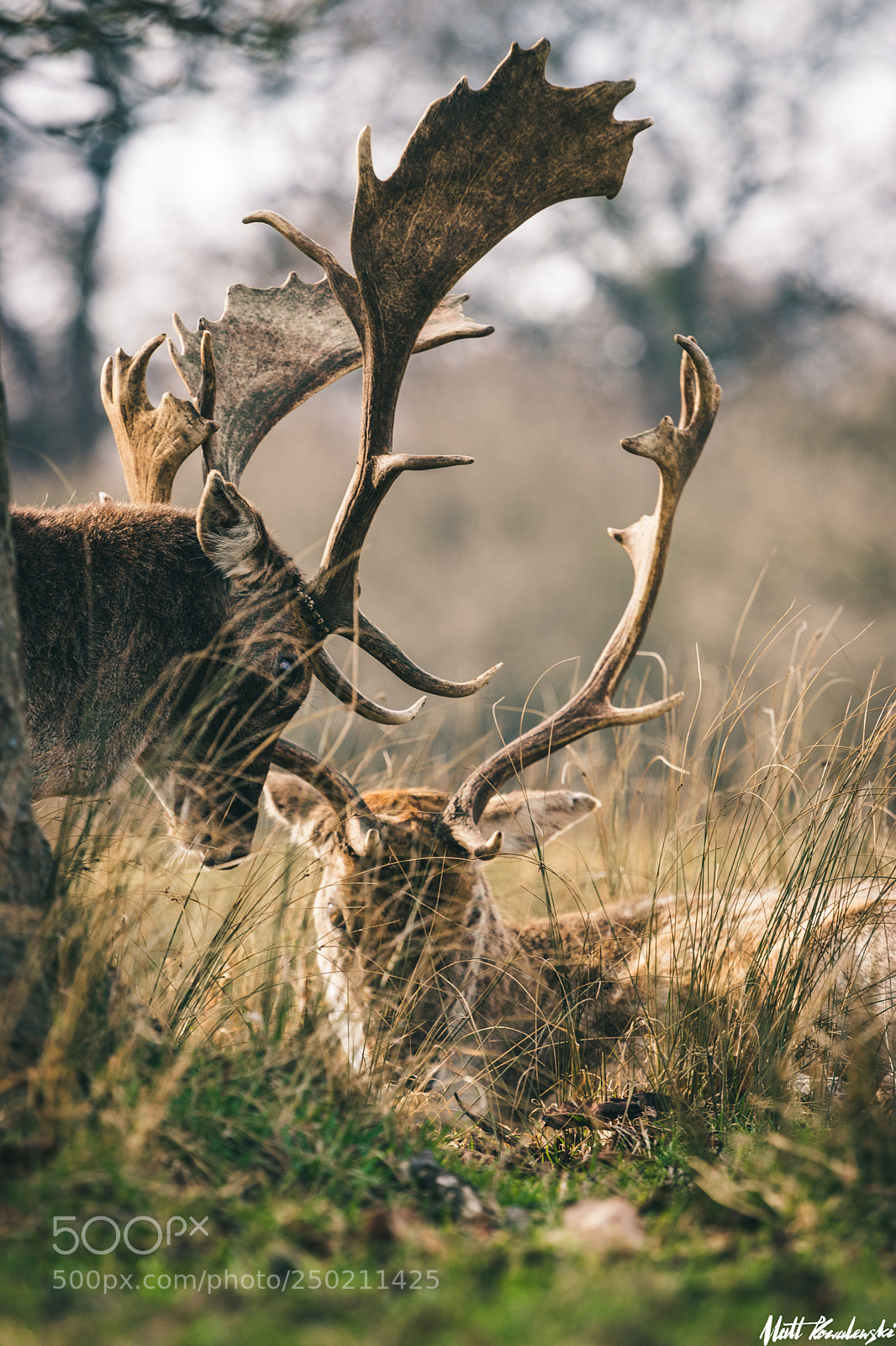 Canon EOS 80D sample photo. Richmond park deer #4 photography