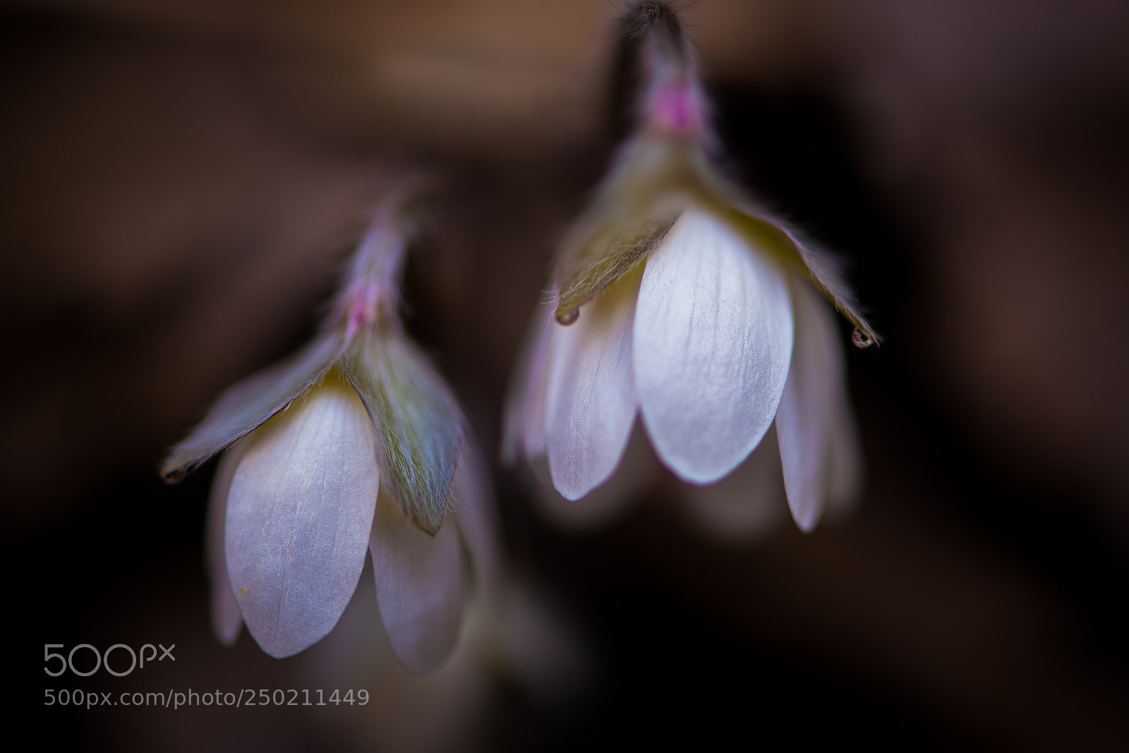 Nikon D850 sample photo. Wildflowers photography