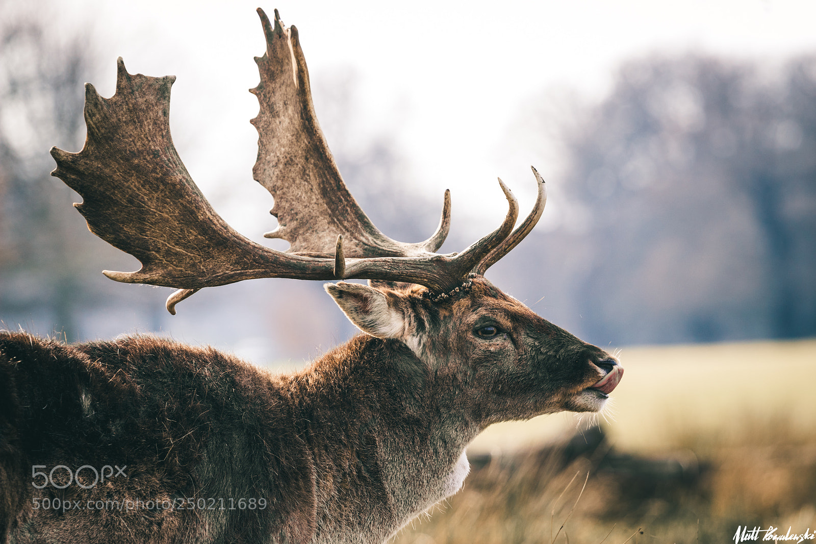 Canon EOS 80D sample photo. Richmond park deer #5 photography