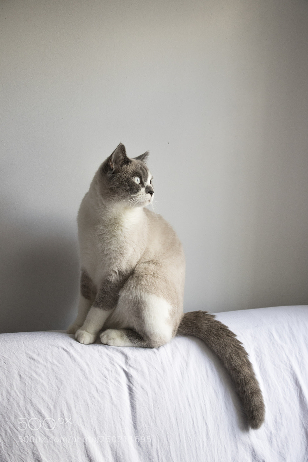Canon EOS 80D sample photo. Portrait of my cat photography