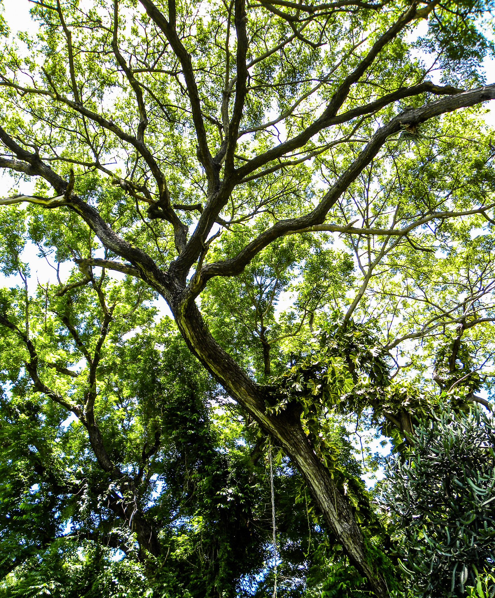 Nikon Coolpix P90 sample photo. Trees of oahu photography