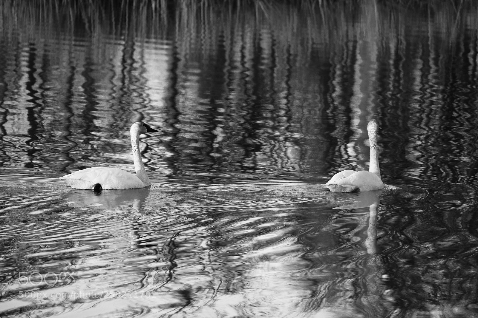 Canon EOS 700D (EOS Rebel T5i / EOS Kiss X7i) sample photo. Swans photography