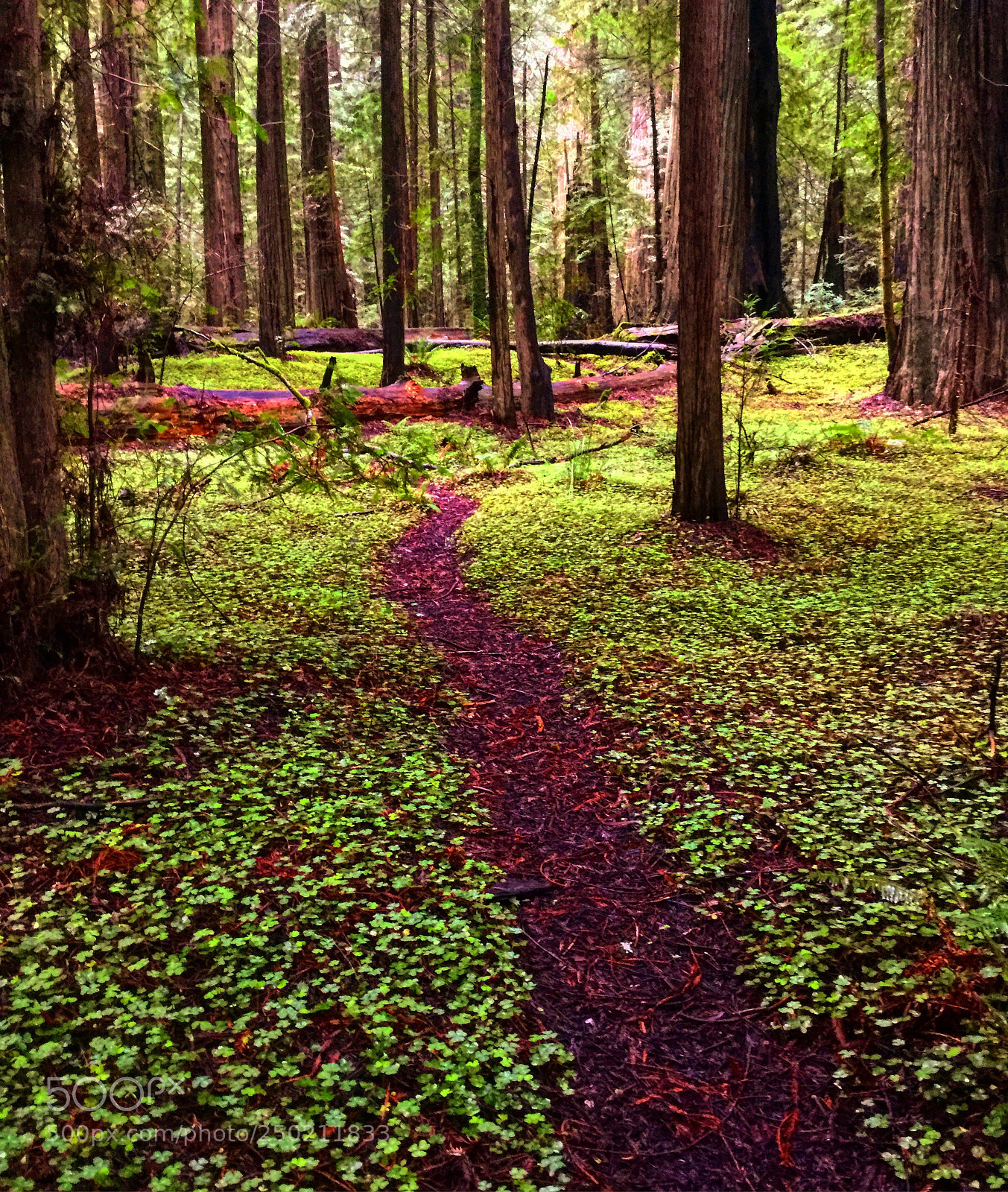 Apple iPad Air 2 sample photo. California redwoods carpet photography