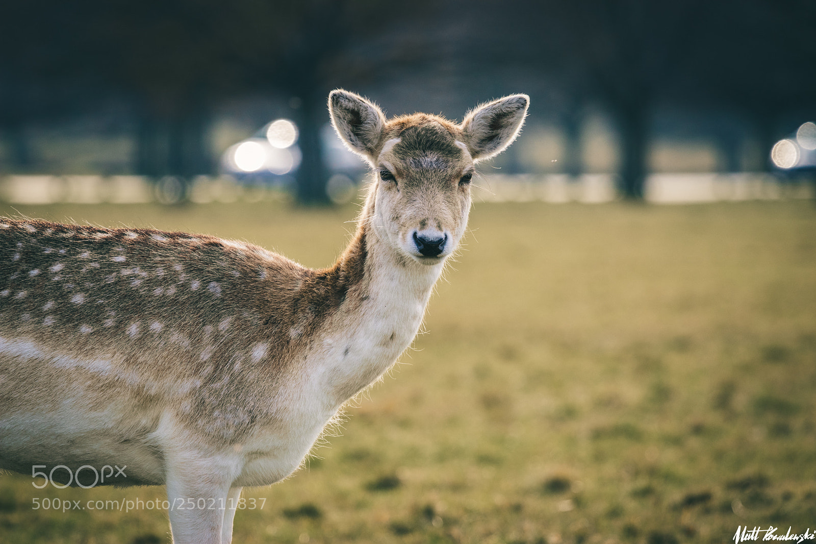 Canon EOS 80D sample photo. Richmond park deer #6 photography