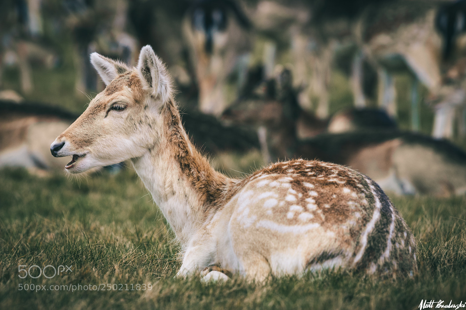 Canon EOS 80D sample photo. Richmond park deer #7 photography