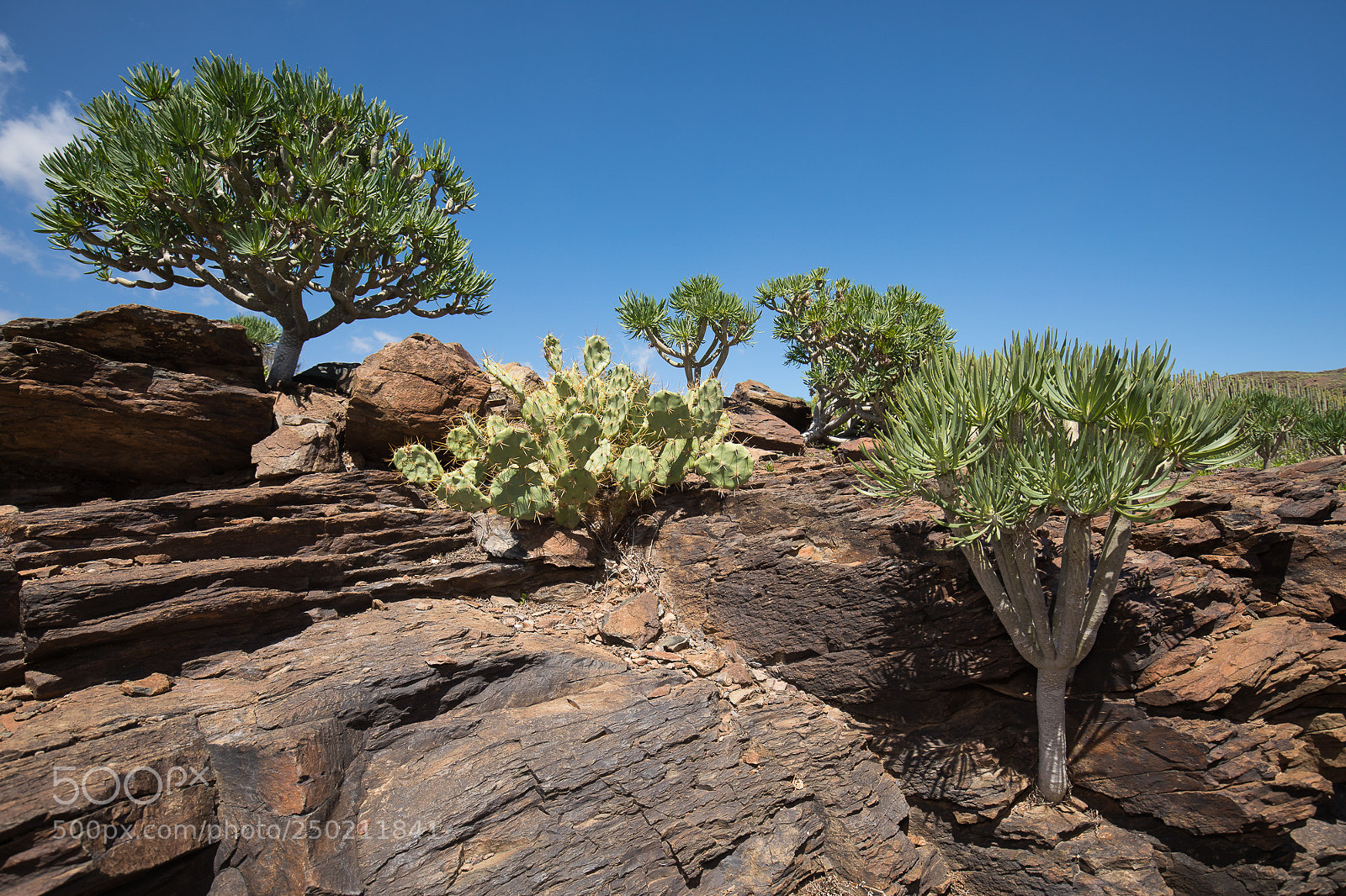 Canon EOS 5D Mark IV sample photo. Succulents photography