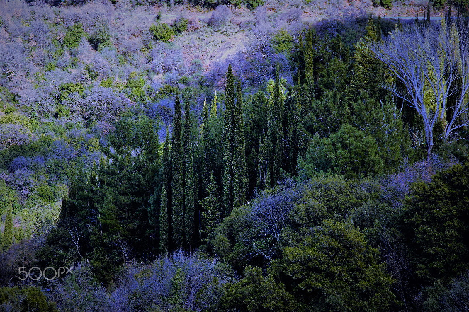 Sony DT 18-200mm F3.5-6.3 sample photo. Small beauty photography
