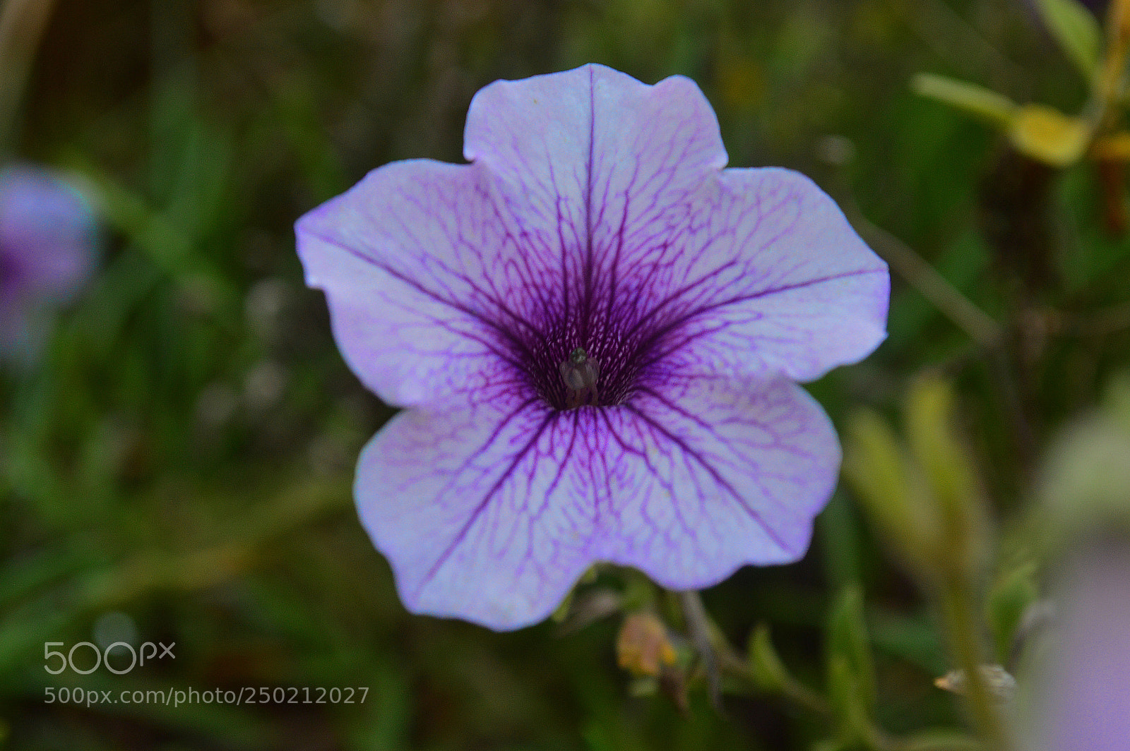 Nikon D3200 sample photo. Purple spring photography
