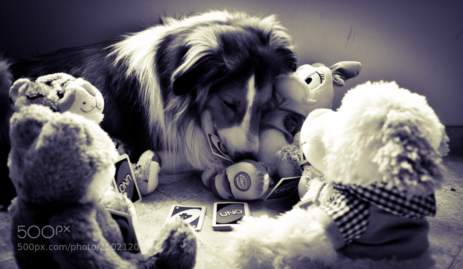 Nikon D5500 sample photo. Meeting teddies photography